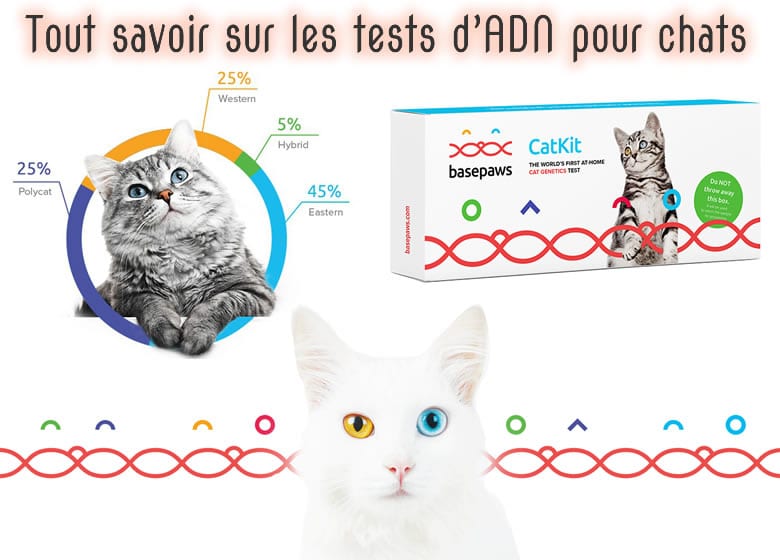 Tout savoir sur les tests d'ADN pour chats