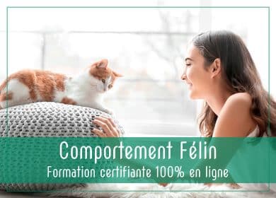 formation en comportement felin en ligne