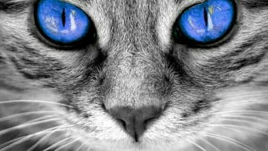 Est-ce que les chats peuvent voir les couleurs?