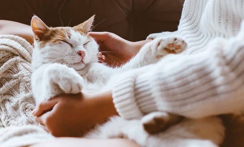 Qu'est-ce que la naturopathie pour chat