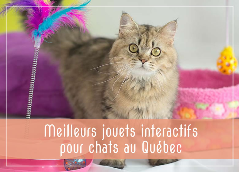 Meilleurs jouets interactifs pour chats au Québec