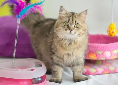 Meilleurs jouets interactifs pour chats au Québec Canada