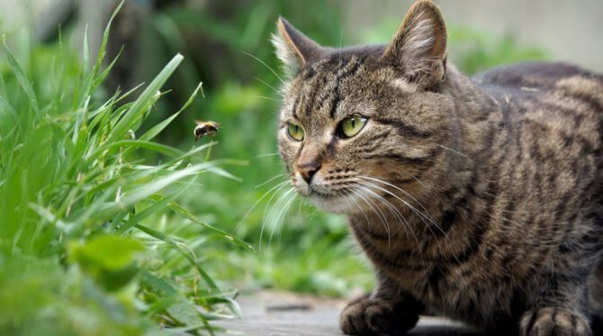 Que Faire Si Un Chat Se Fait Piquer Par Une Abeille Monchat Ca