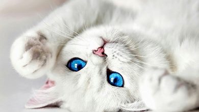 Quelle est la différence entre un chat albinos et un chat blanc?