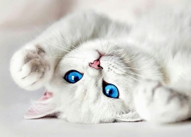 Quelle est la différence entre un chat albinos et un chat blanc?