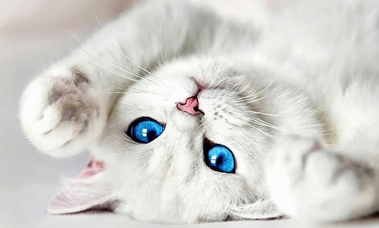 Quelle est la différence entre un chat albinos et un chat blanc?