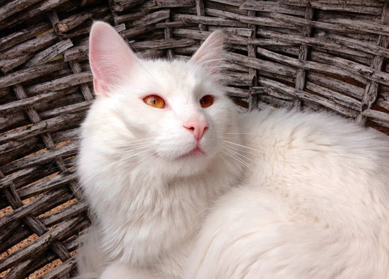 Chat albinos blanc