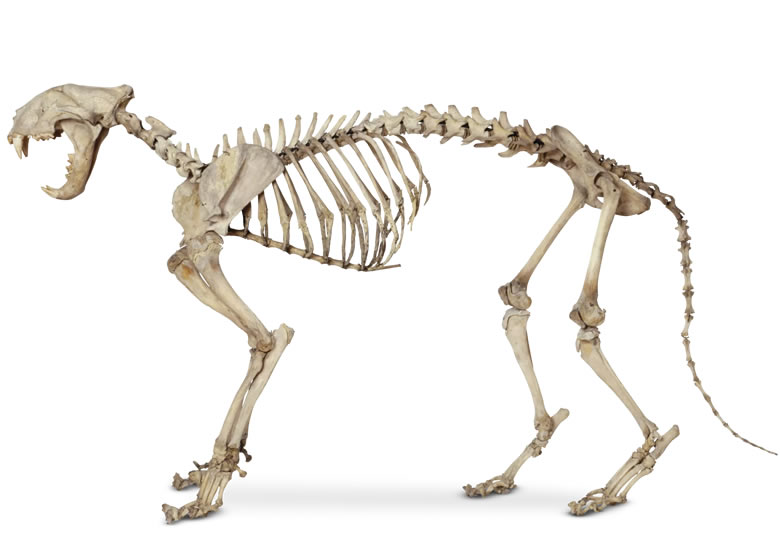 squelette du chat