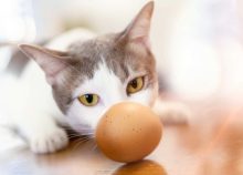 Est-ce que les chats peuvent manger des oeufs?