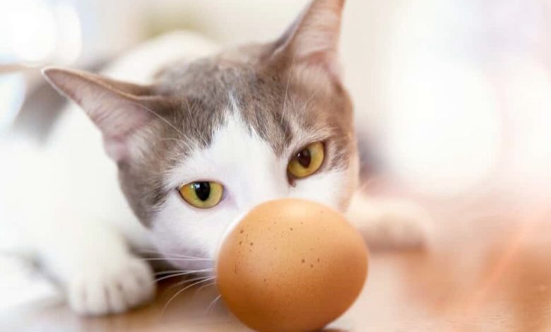 Est-ce que les chats peuvent manger des oeufs?