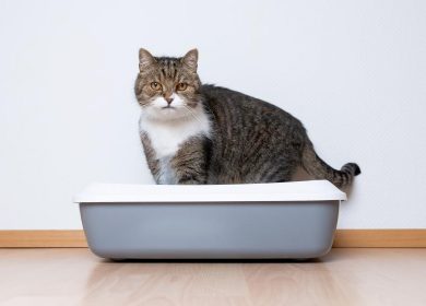 La constipation chez le chat: Causes et Solutions