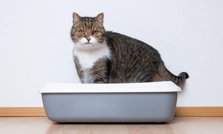 La constipation chez le chat: Causes et Solutions