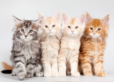 Idées de noms pour chats Maine Coon