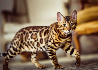 Liste idées de noms pour chats Bengal