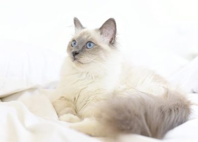 Liste de noms pour chats Birman Sacré de Birmanie