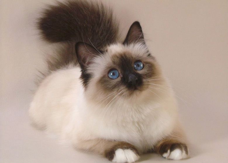 Liste de noms pour chats Birman