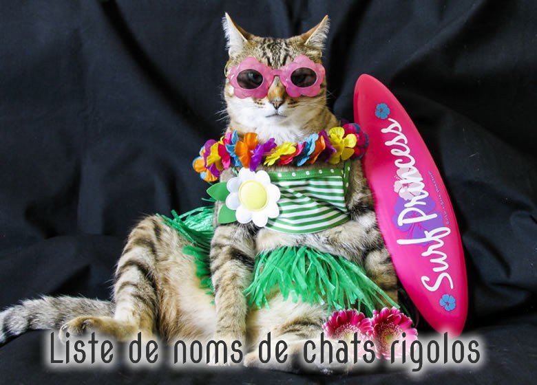 Liste de nom de chat rigolo et amusant