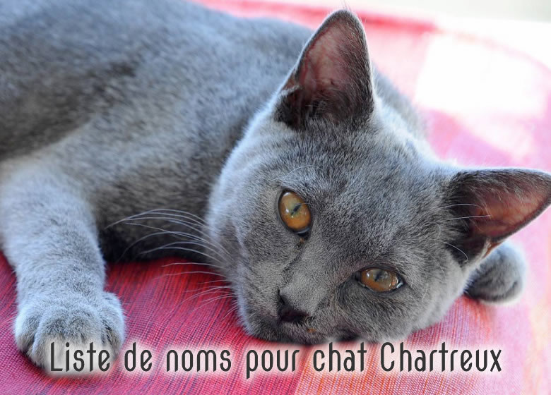 Liste de noms pour chat Chartreux