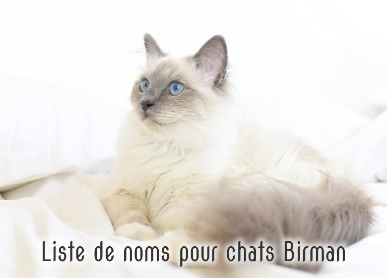 Liste de noms pour chats Sacré de Birmanie