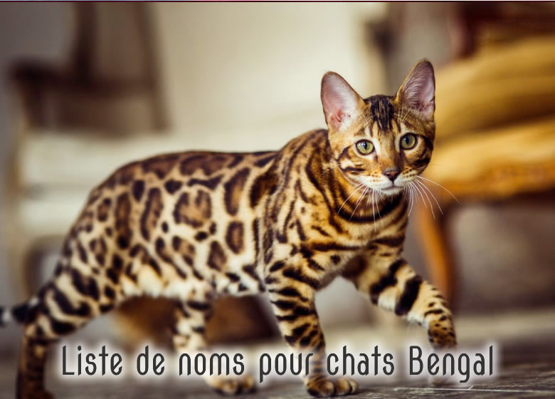 Liste de noms pour chats Bengal