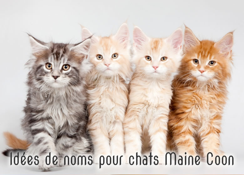 Liste de noms pour chats Maine Coon