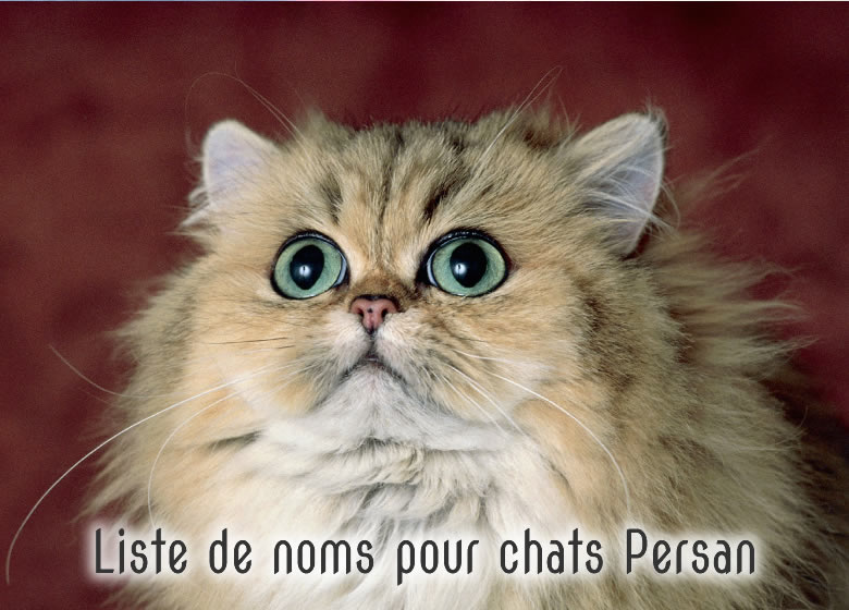 Liste de noms pour chats Persan