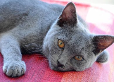 Nom chat Chartreux