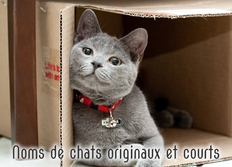 Nom de chats originaux et courts