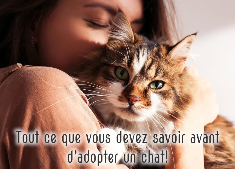 Tout ce que vous devez savoir avant d'adopter un chat!