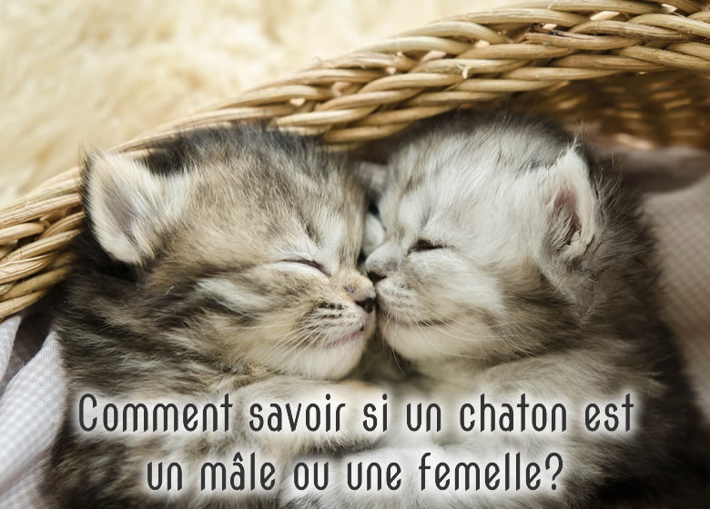 Comment savoir si un chaton est un mâle ou une femelle?