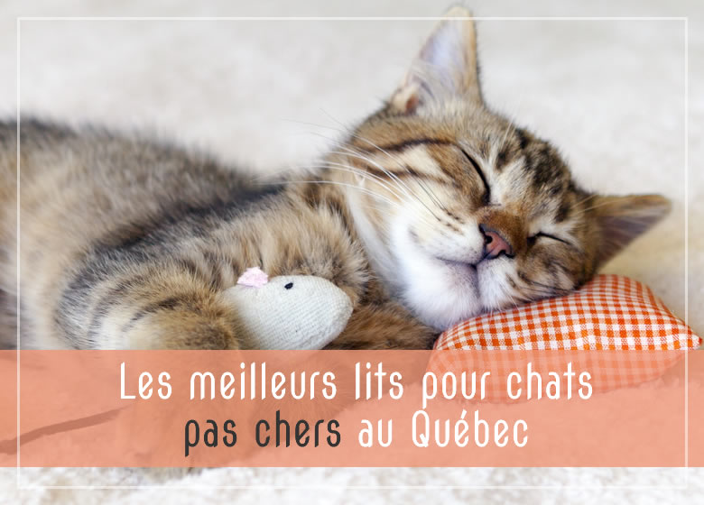 Les meilleurs lits pour chats pas chers au Québec