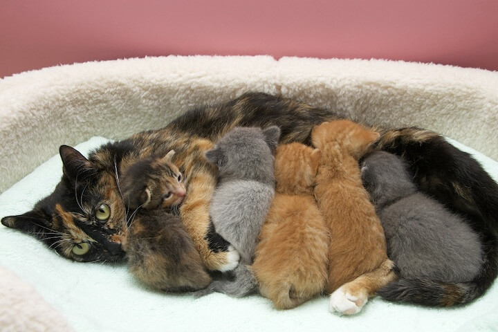 Petits chatons avec leur mère
