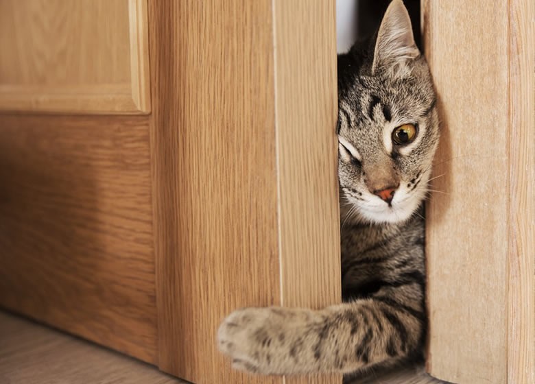Comment empêcher un chat d'entrer dans une pièce?
