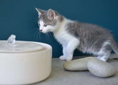 Comment faire boire son chat à une fontaine à eau?