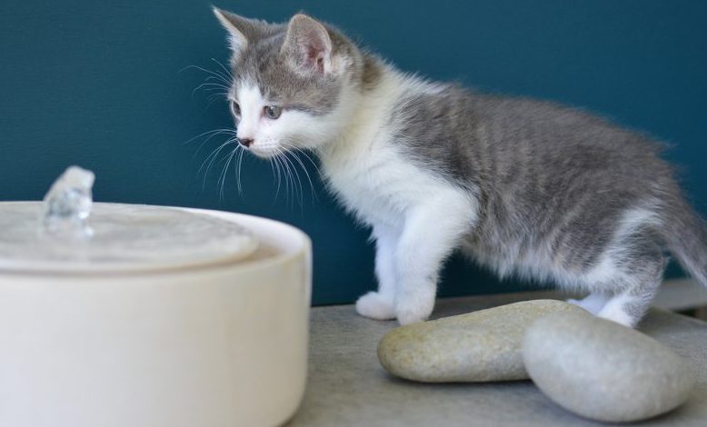 Comment faire boire son chat à une fontaine à eau?