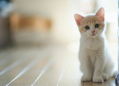 Fond écran d'un mignon chaton blanc et beige qui vous regarde