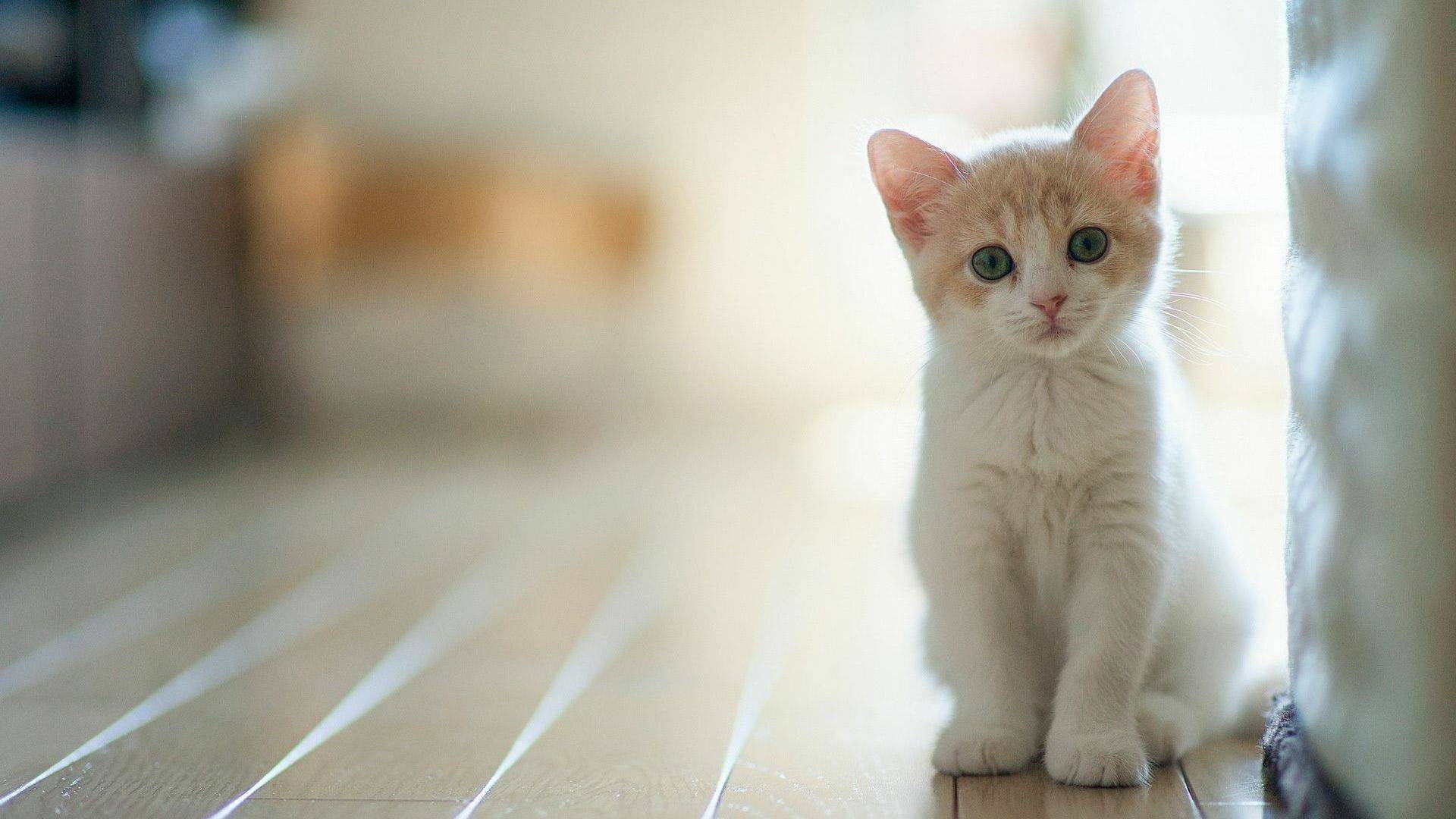 Fond écran d'un mignon chaton blanc et beige qui vous regarde