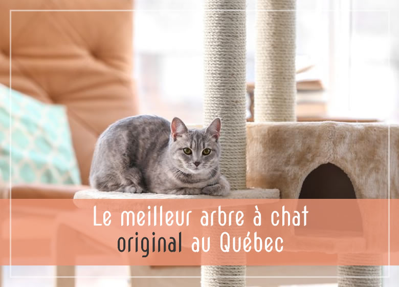 Le meilleur arbre à chat original au Québec