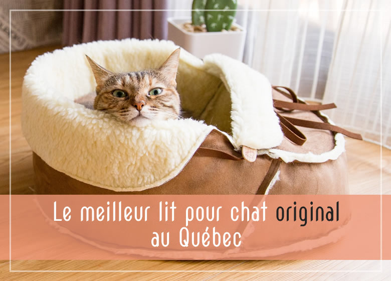 Le meilleur lit pour chat original au Québec