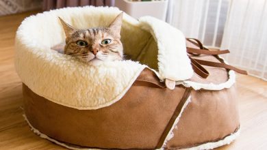 Le meilleur lit pour chat original au Québec Canada