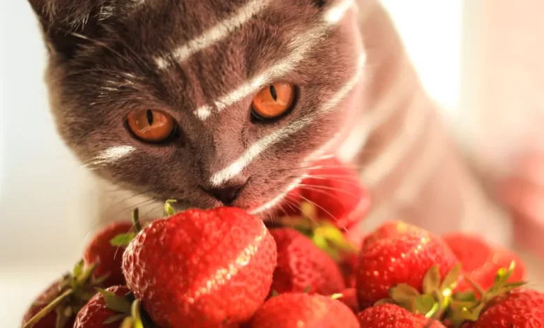 Les chats peuvent-ils manger des fraises?