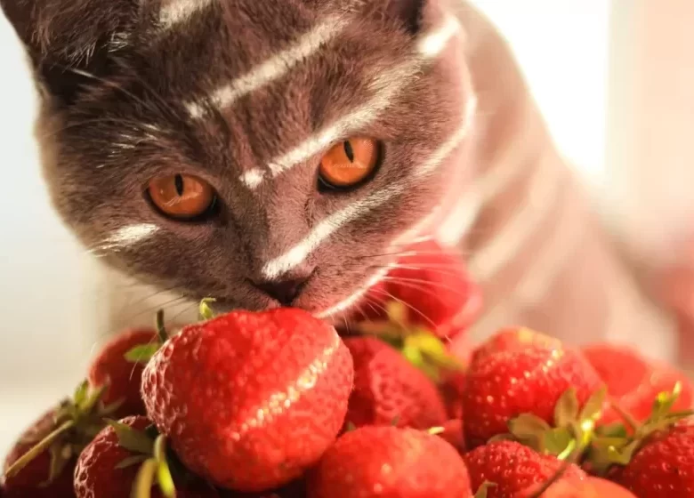 Les chats peuvent-ils manger des fraises?