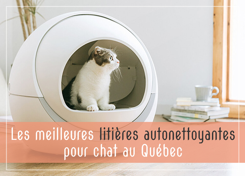 Les meilleures litières autonettoyantes pour chat au Québec