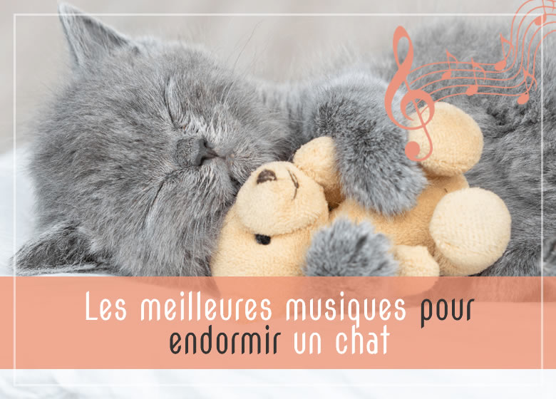 Les meilleures musiques pour endormir un chat