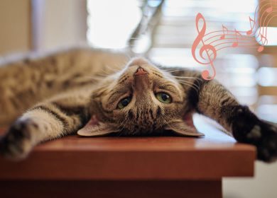 Les meilleures musiques relaxantes pour un chat stressé