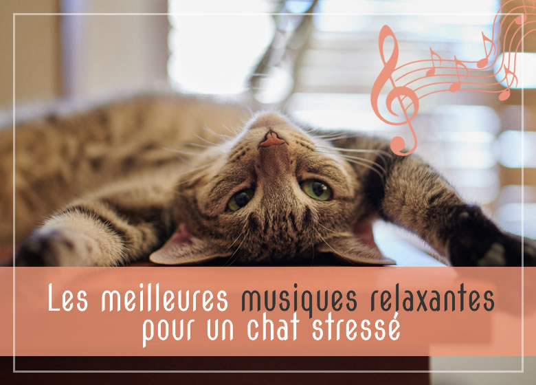 Les meilleures musiques relaxantes pour un chat stressé