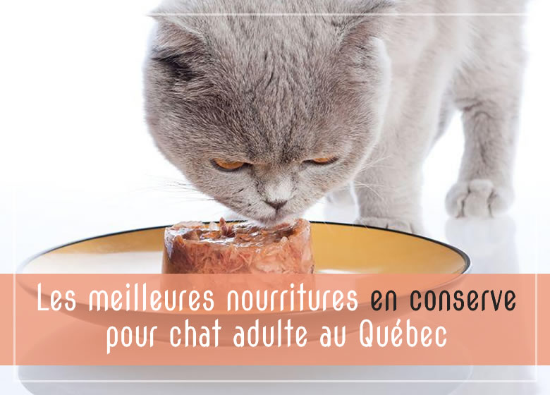 Les meilleures nourritures en conserve pour chat adulte au Québec