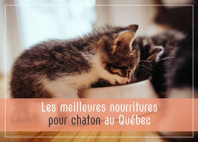 Les meilleures nourritures pour chaton au Québec