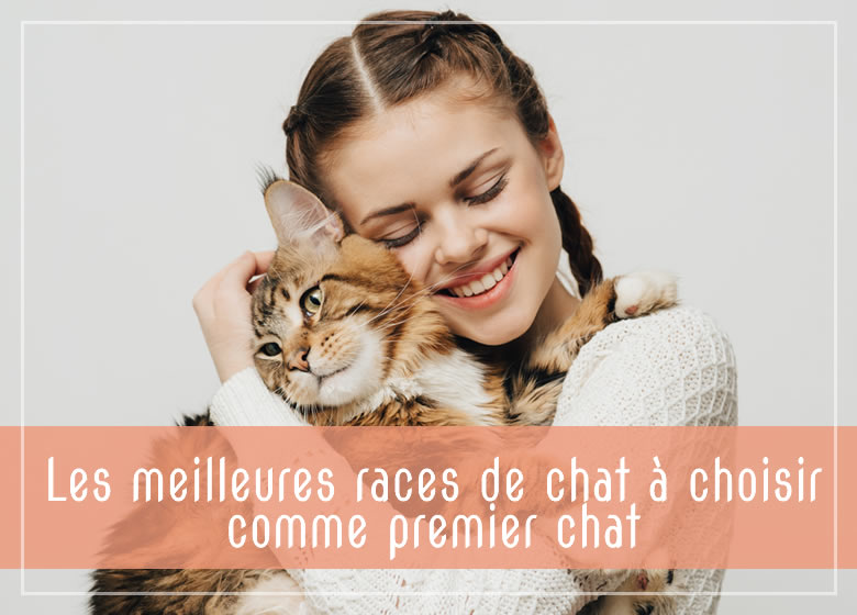 Les meilleures races de chat à choisir comme premier chat