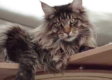 Les meilleurs arbres à chat pour gros chats et Maine Coon au Québec